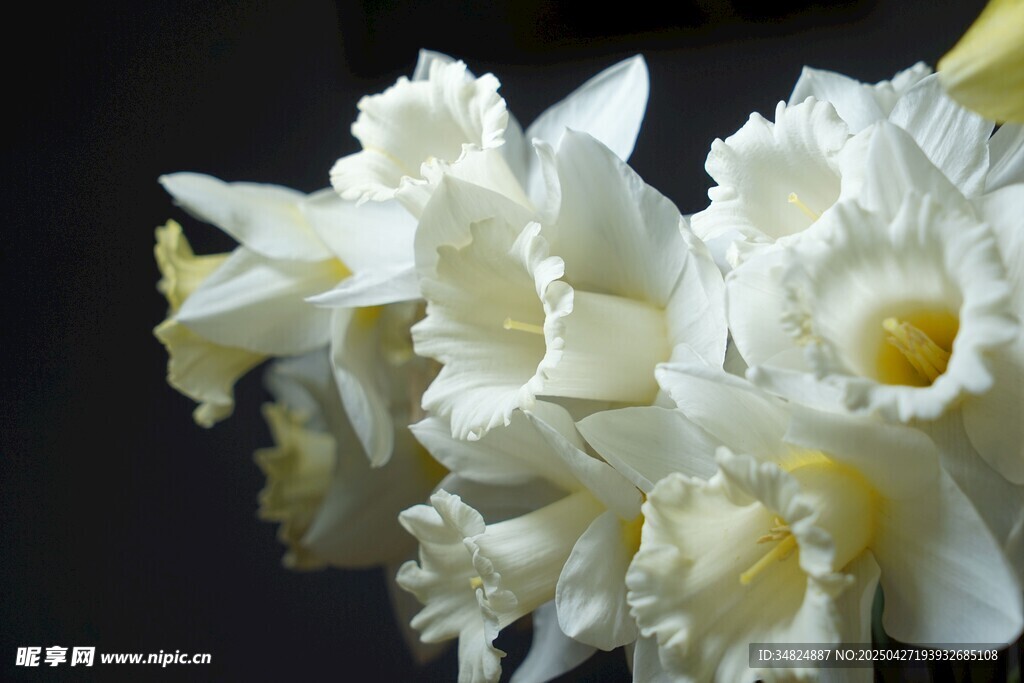 優(yōu)雅綻放的白色水仙花