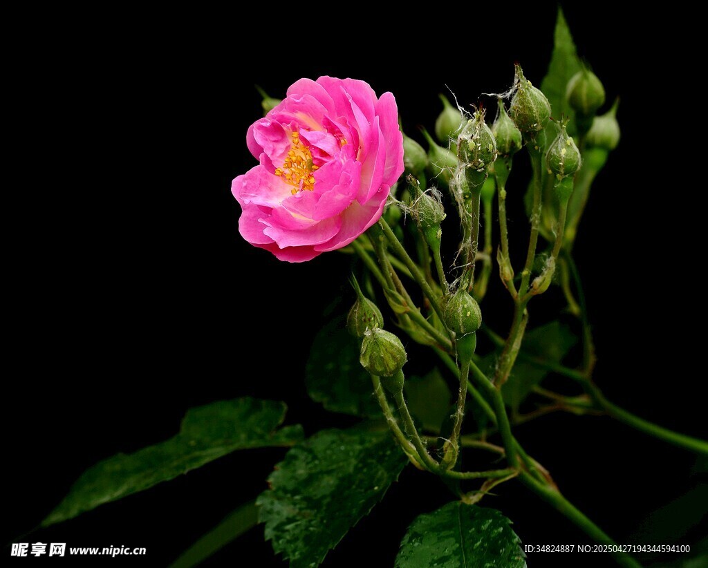 嬌艷粉色薔薇花