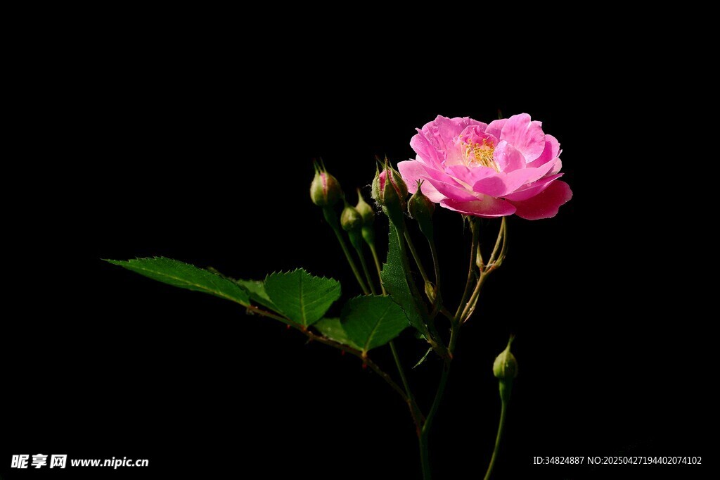 嬌艷粉色薔薇花特寫