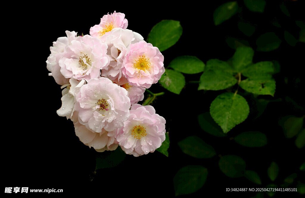 白色薔薇花特寫