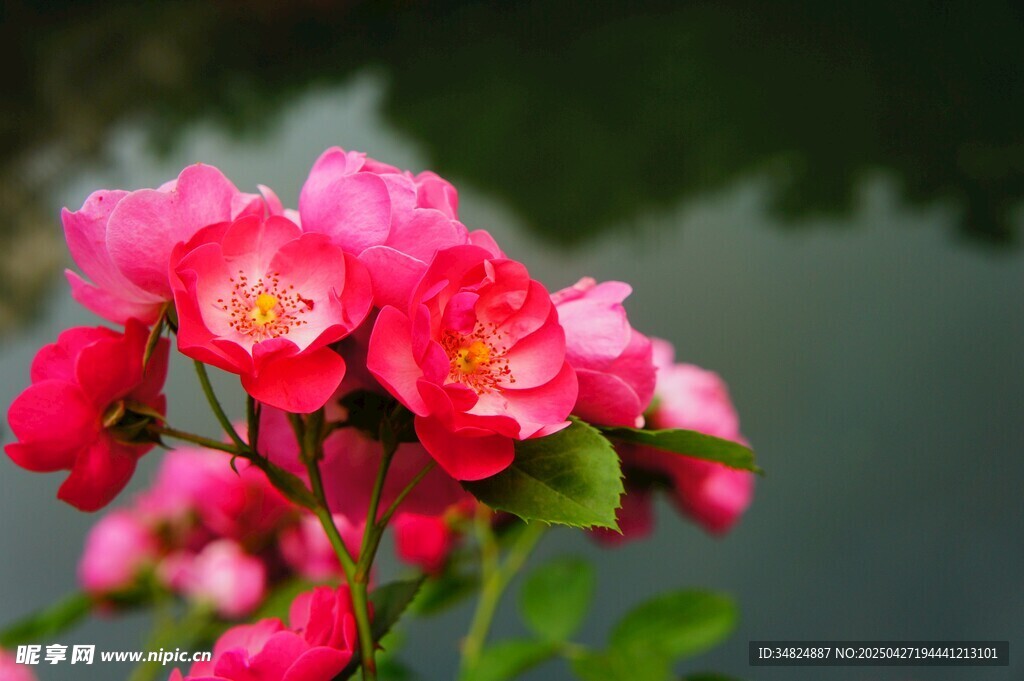 嬌艷粉色月季花綻放