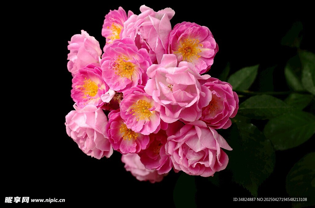 嬌艷粉色薔薇花束