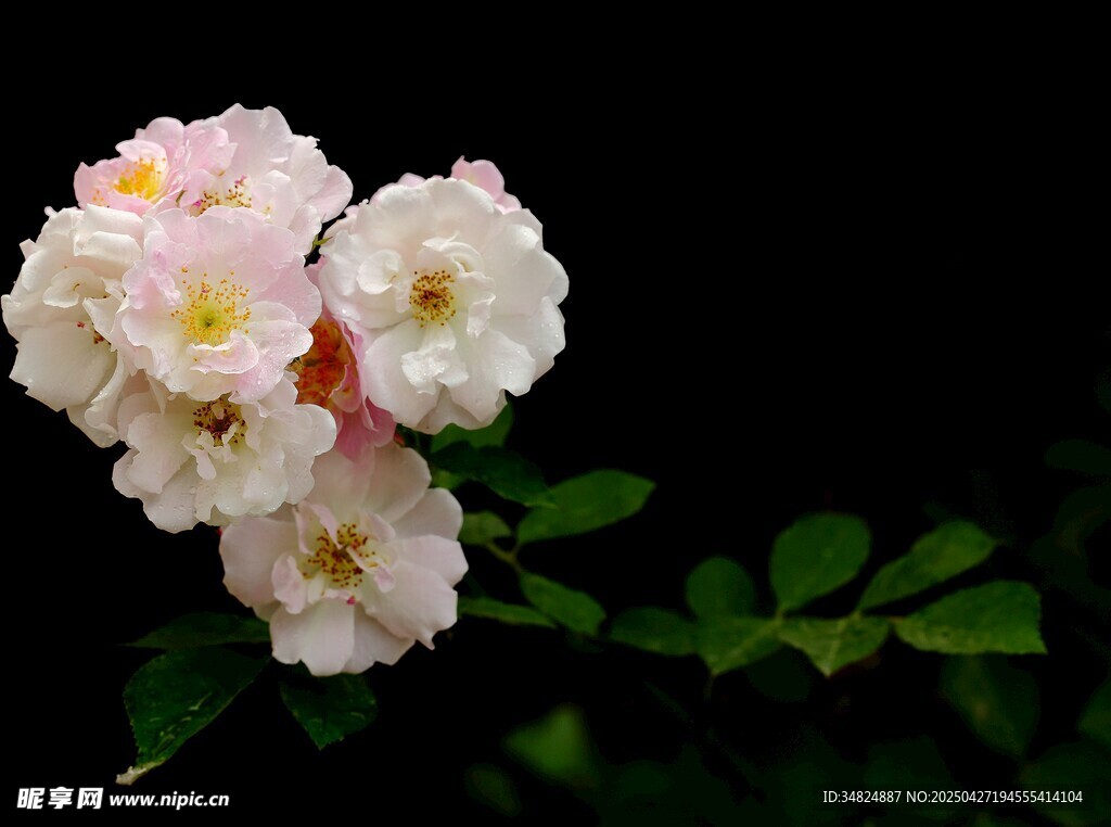 粉嫩薔薇花綻放