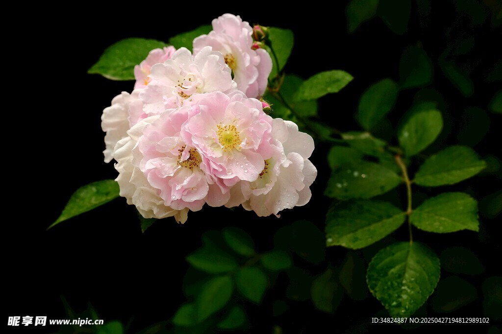 粉嫩薔薇綻放綠葉間