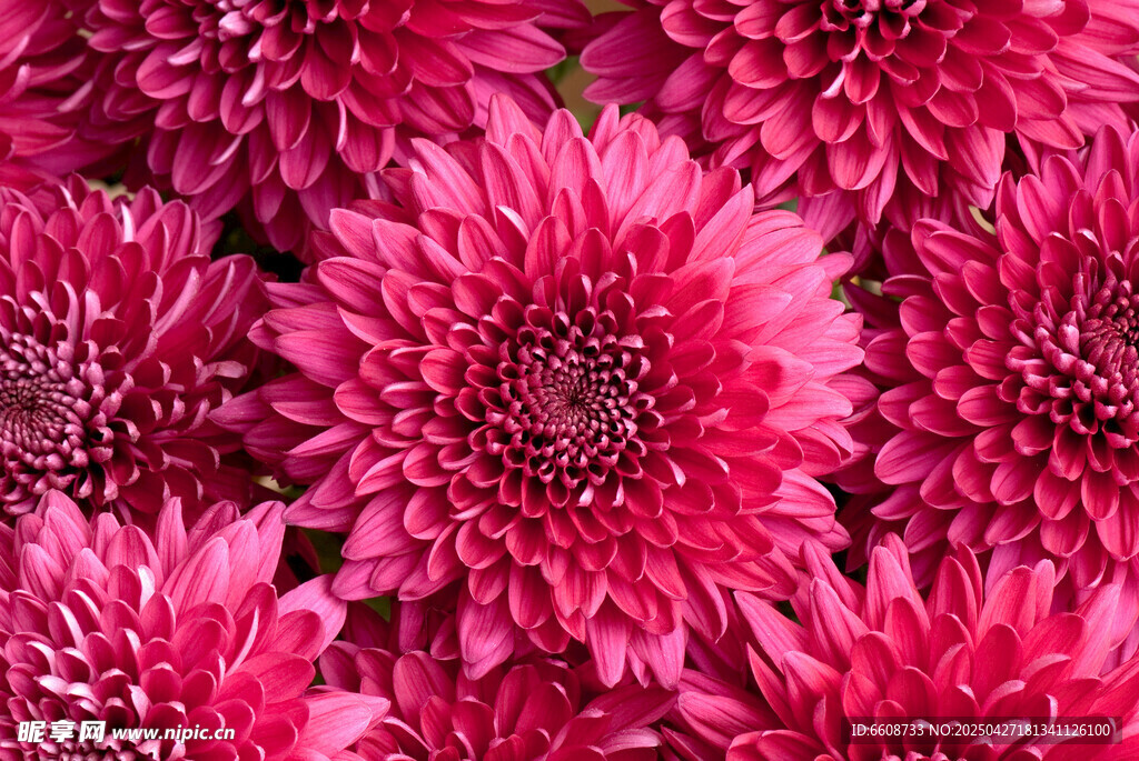 艷麗玫紅菊花特寫