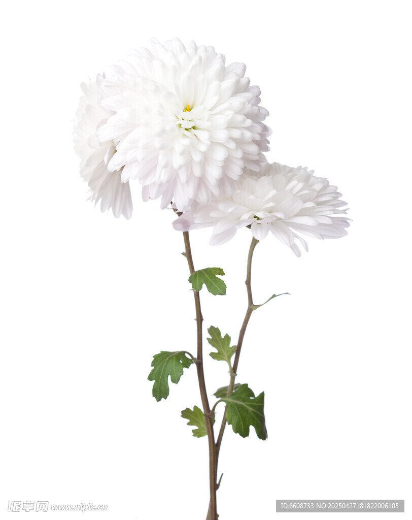 兩朵白色菊花特寫