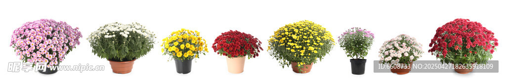 多彩盆栽花卉展示