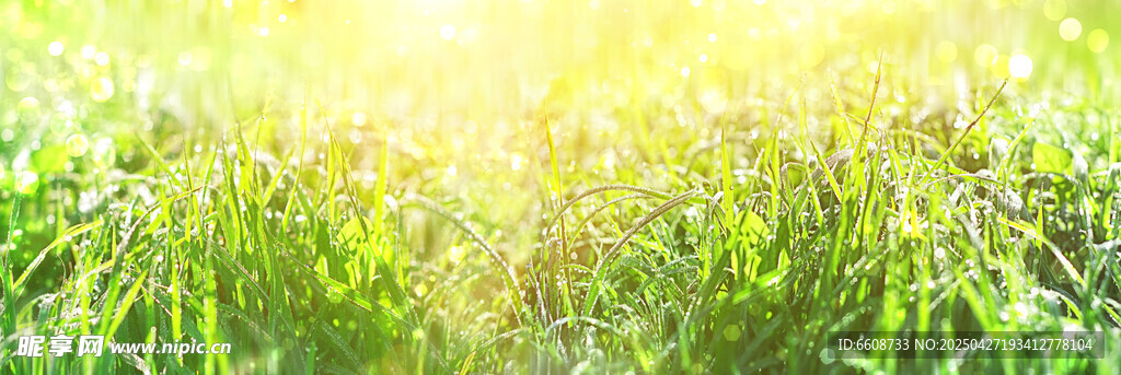 陽光照耀下的翠綠草地