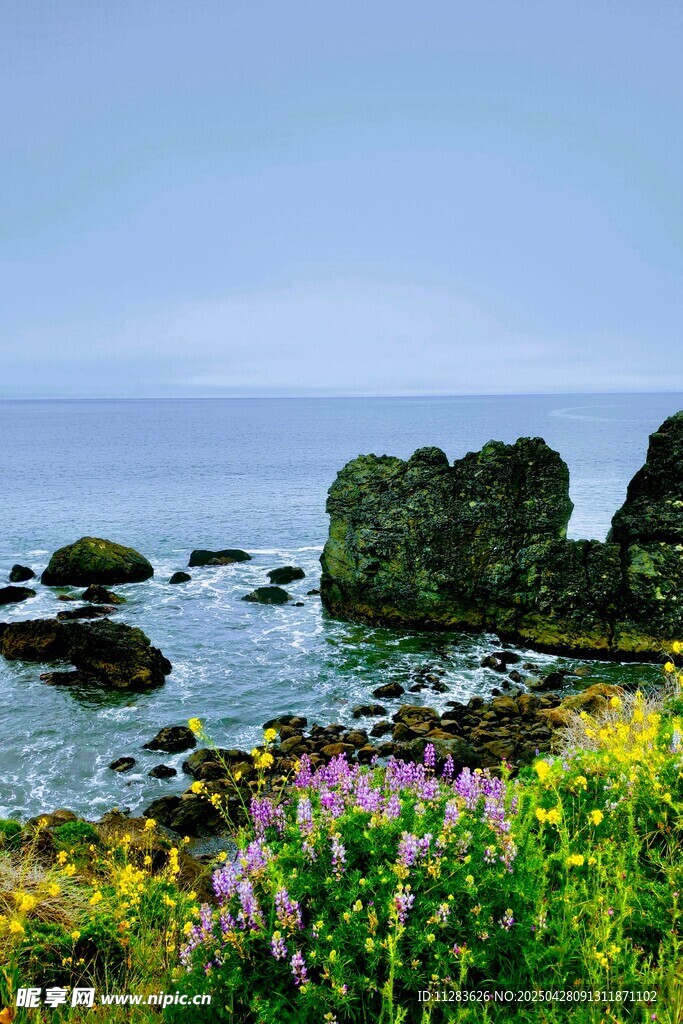海邊繁花與礁石美景