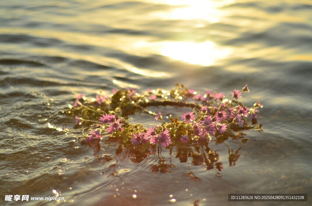 水中菊花
