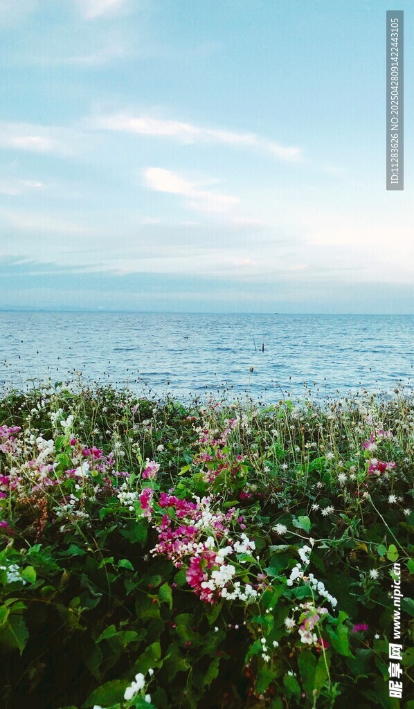 海邊太陽花