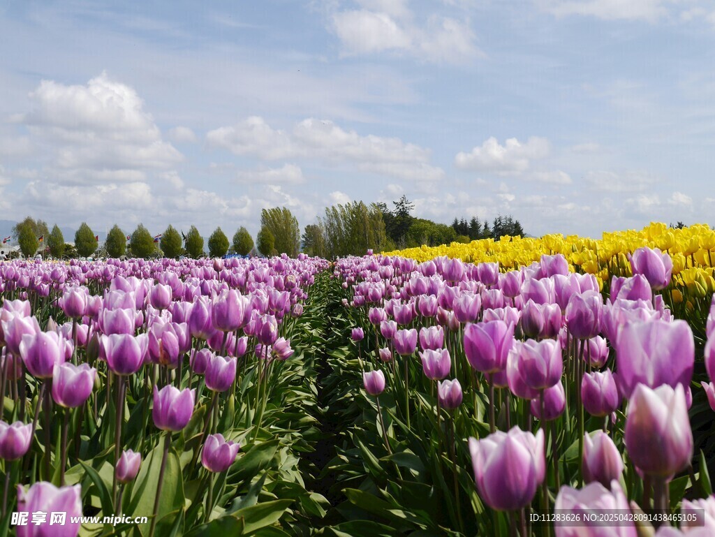 紫色郁金香花海美景