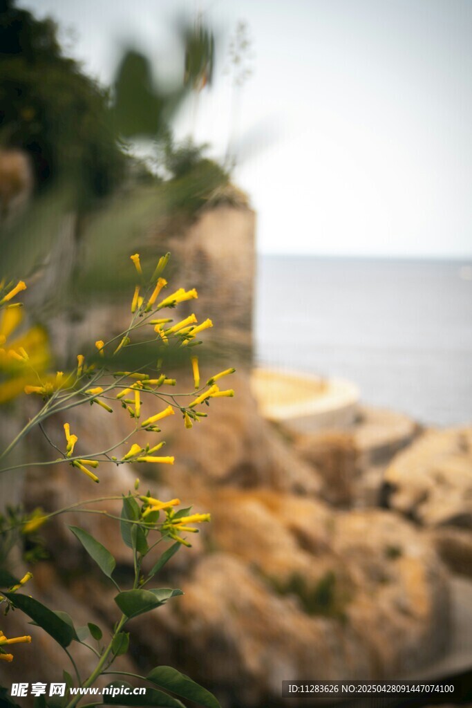 海邊綻放的迎春花
