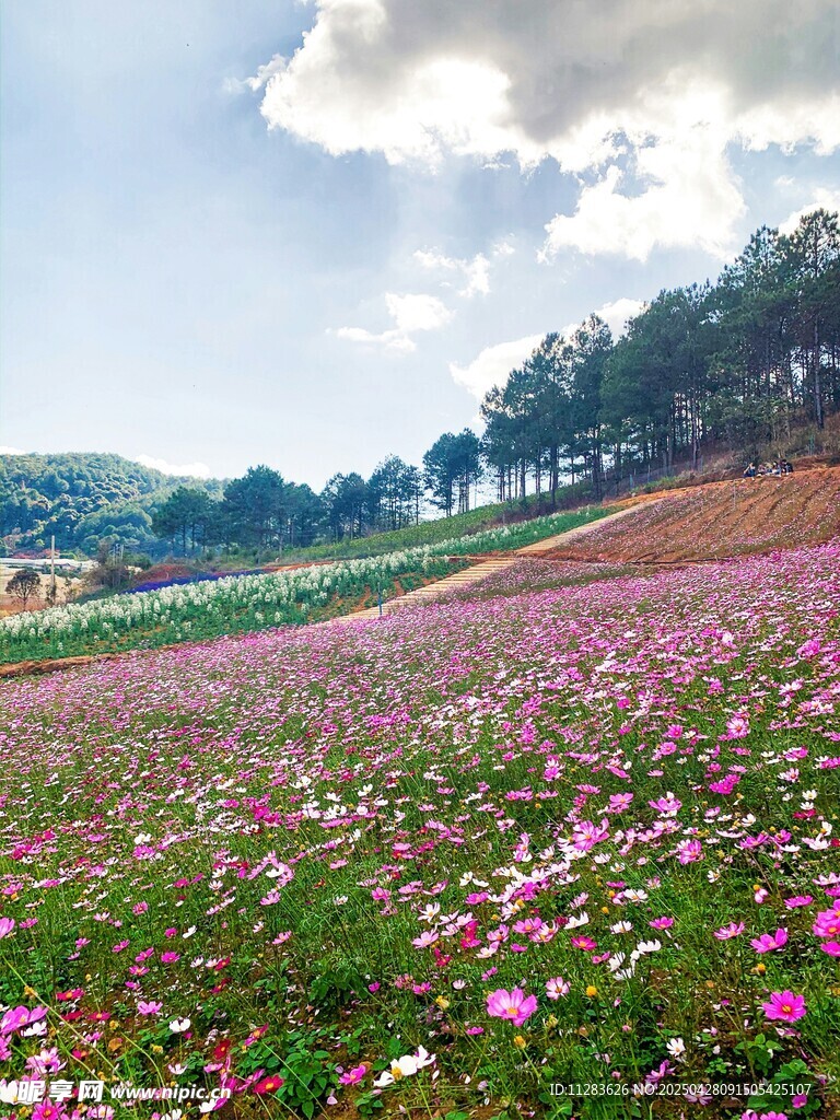 浪漫花海野菊花