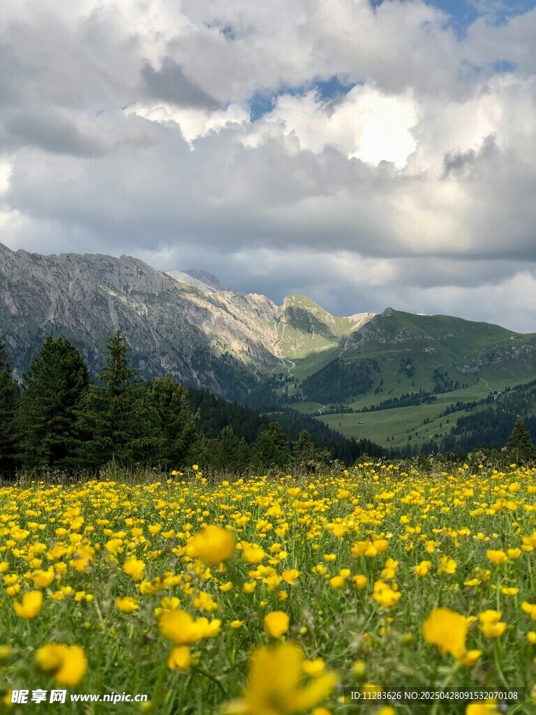 山間黃花油菜花