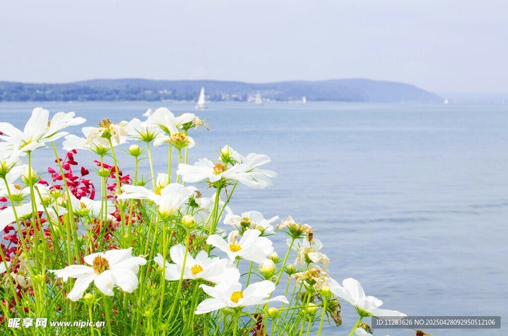 海邊菊花叢
