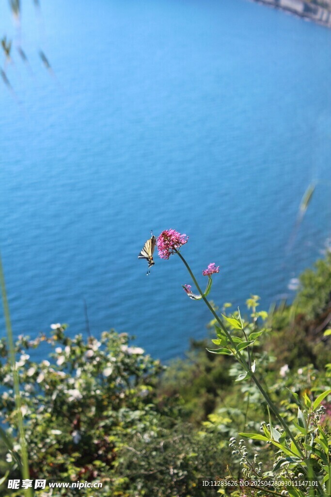 紫色串串花