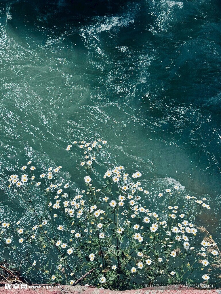 海面漂浮的菊花