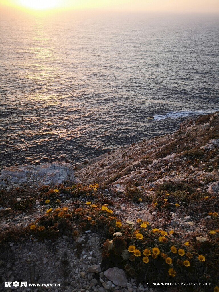 海邊日出下的爛漫黃花