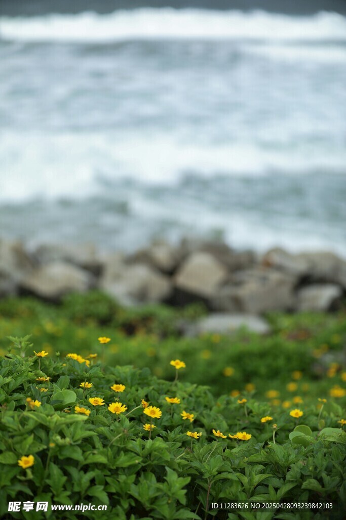 黃色小菊花