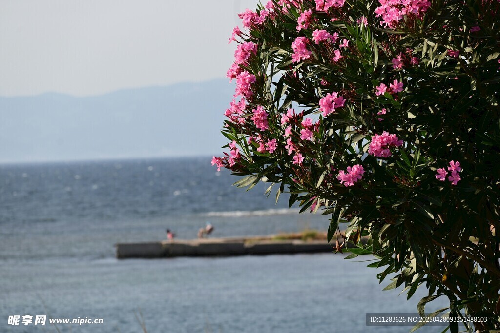海邊杜鵑花