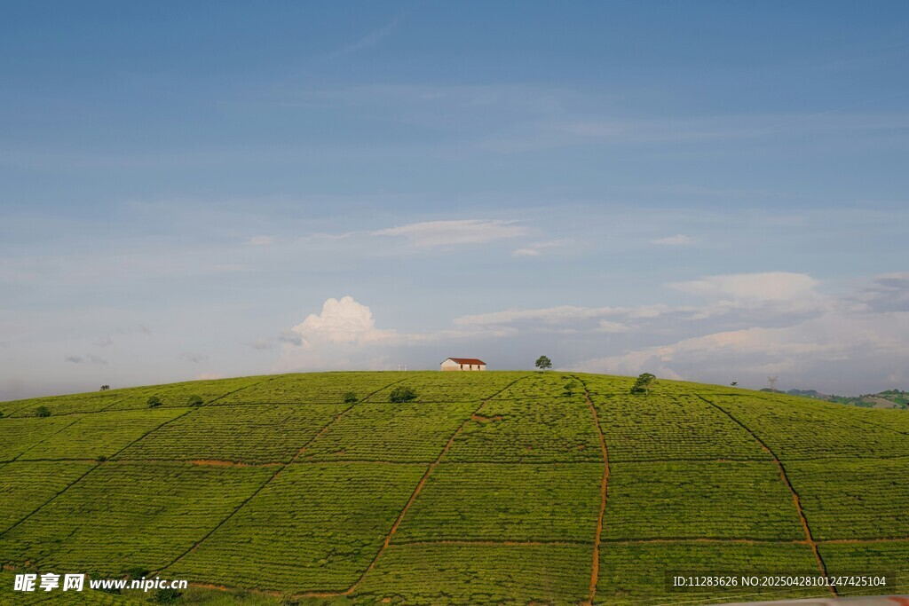 綠色山丘上的開闊風景