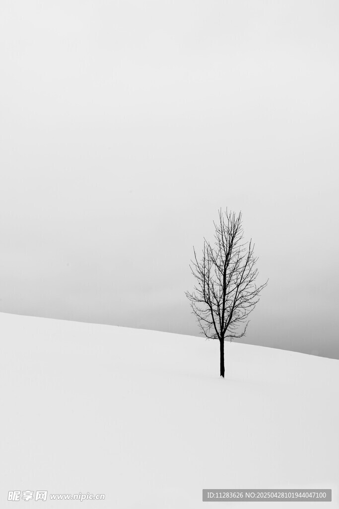 雪野中的孤獨枯樹