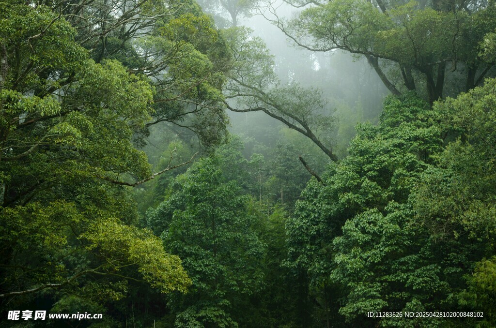 霧中蔥郁山林美景