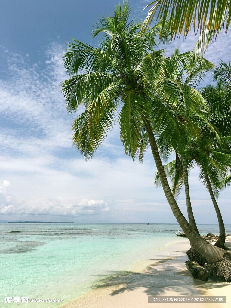 熱帶海灘椰樹美景