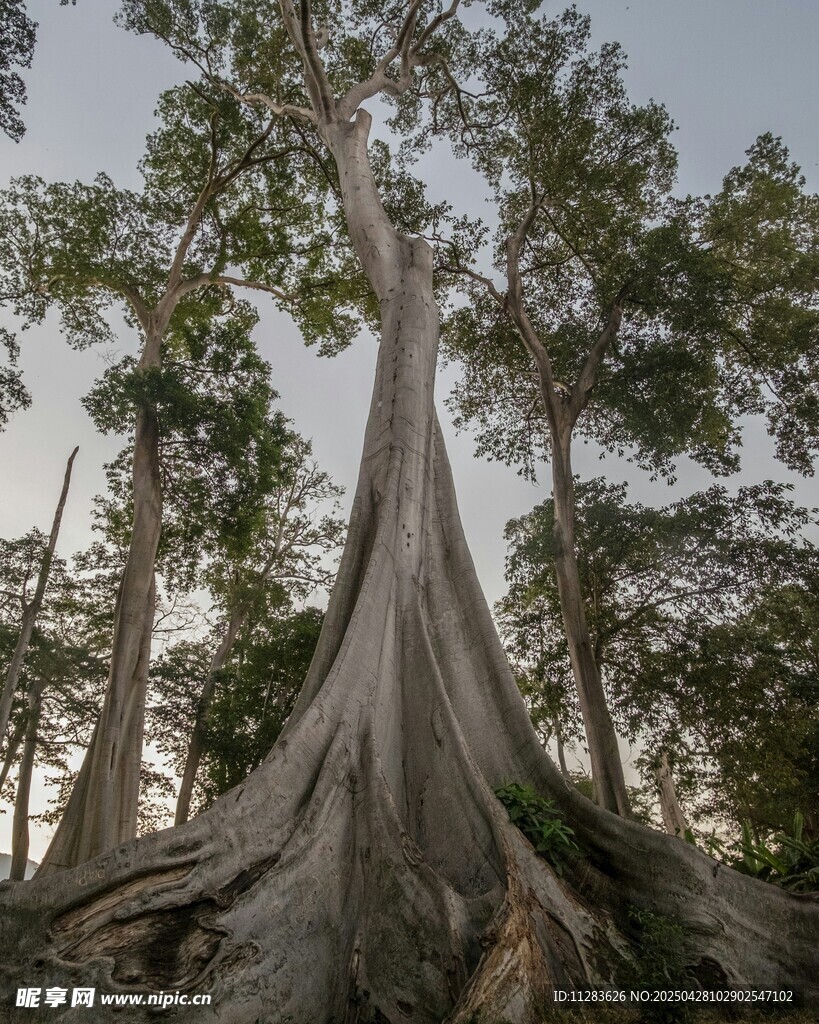 巨樹挺拔
