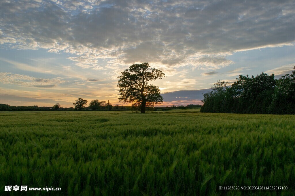 田野夕陽下的孤獨(dú)樹木