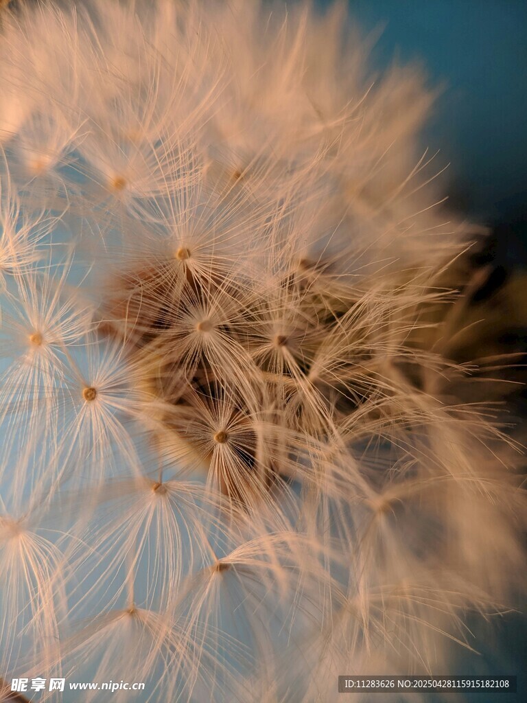 蒲公英種子特寫