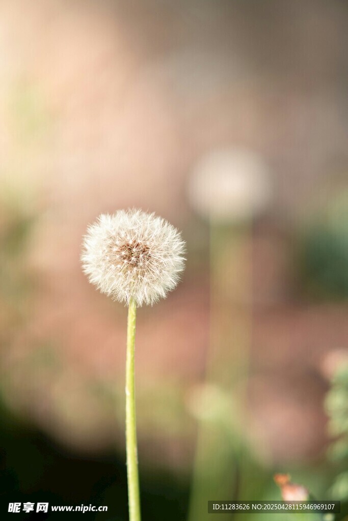 清新蒲公英特寫