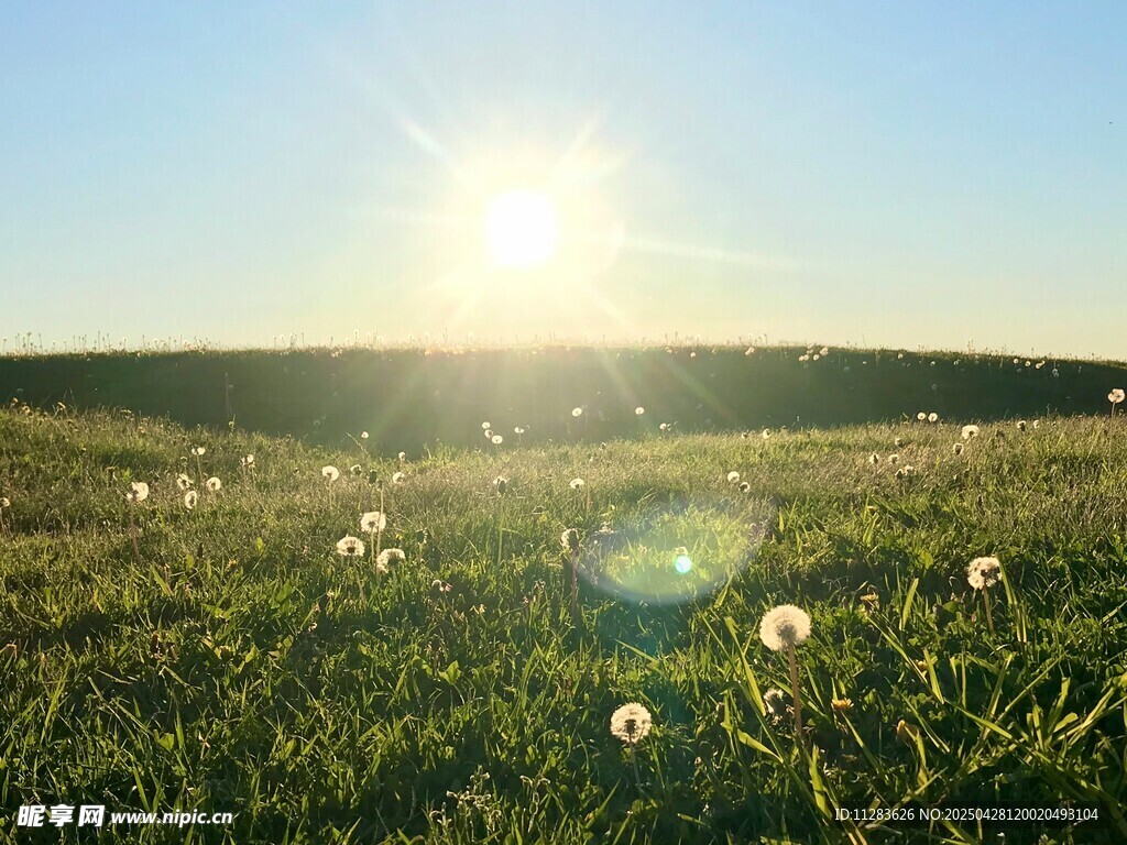 陽光下的蒲公英草地
