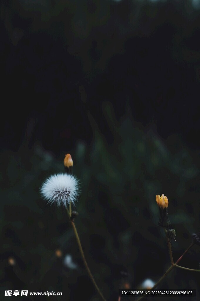 夜中綻放的蒲公英小花