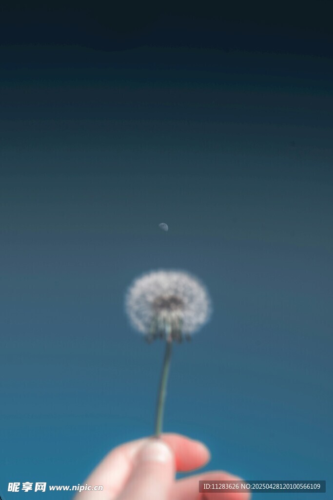 指尖上的蒲公英