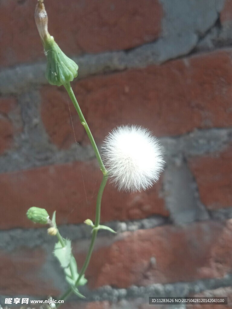 墻邊蒲公英綻放小絨球