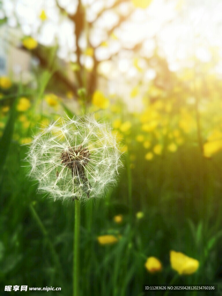 陽光下的蒲公英