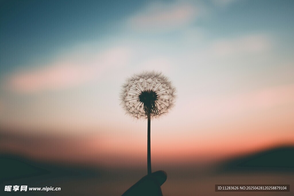 夕陽下的蒲公英特寫