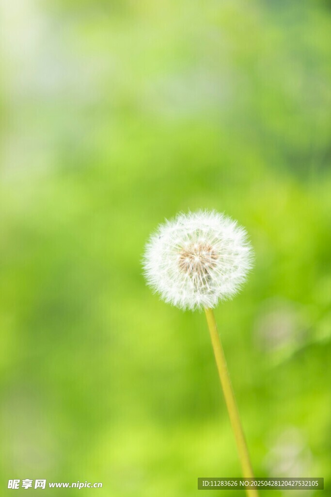 清新蒲公英綻于綠意間