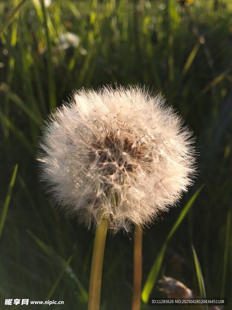 陽光下的蒲公英