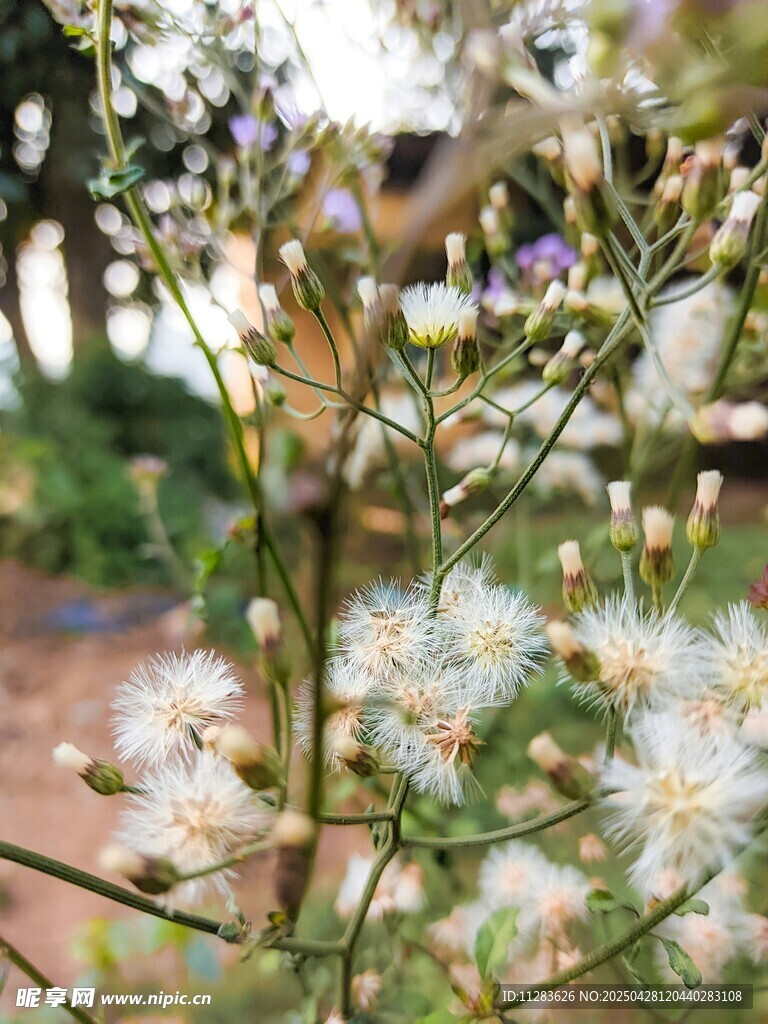 白色小花綻放于綠植間