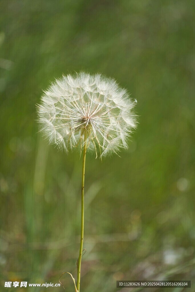 孤獨蒲公英綻放于綠野