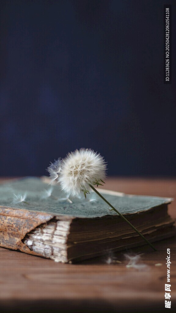 舊書上的蒲公英
