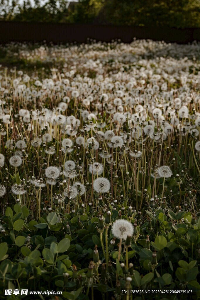 蒲公英花海綻放的美麗