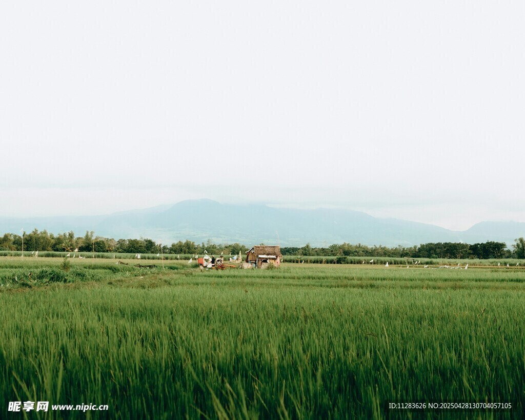 廣袤綠野田園風光美景
