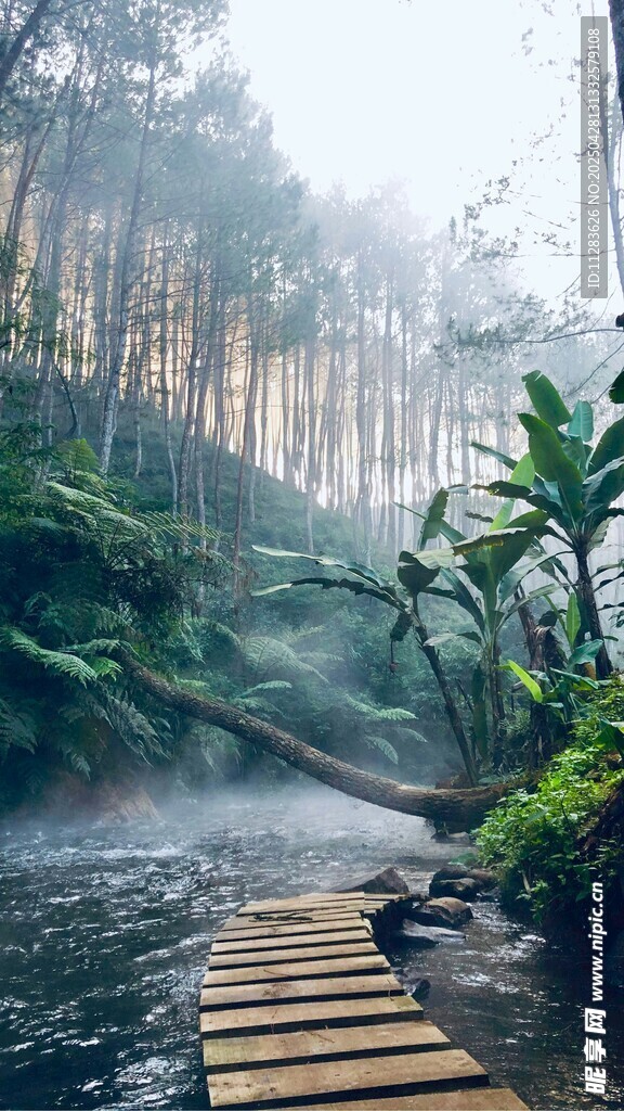 林間木棧道 靜謐自然景