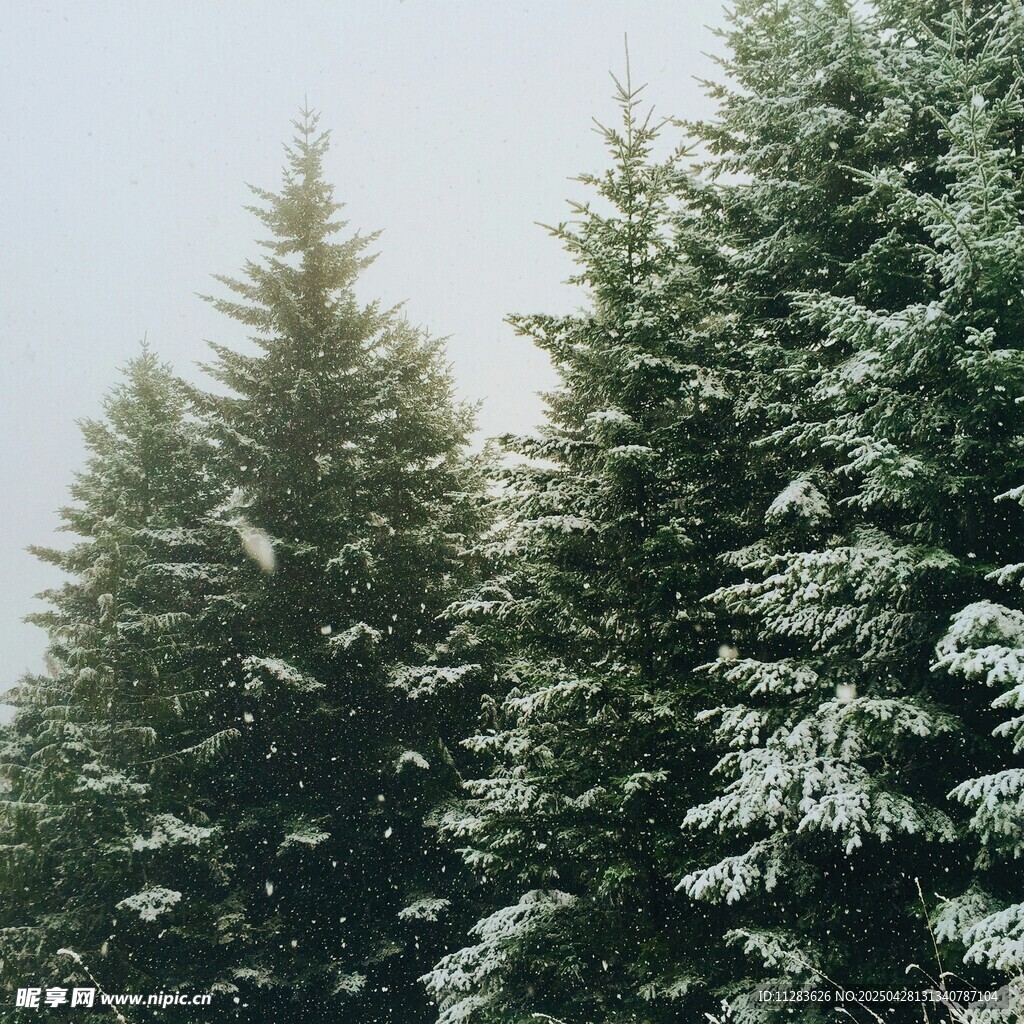 雪覆松樹林景