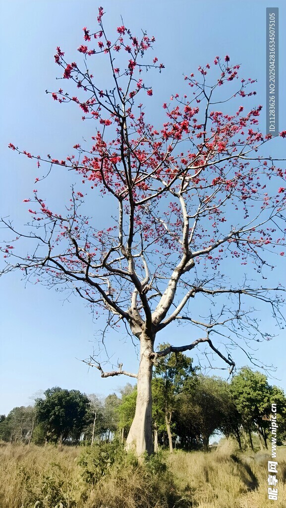 藍天映紅樹的自然景致
