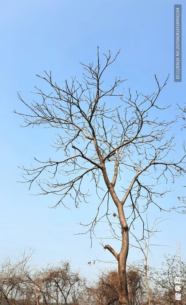 冬日枯樹藍天景象